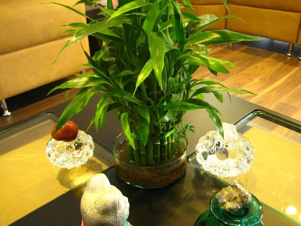***  Hotel Primavera Plaza 麦德林 哥伦比亚